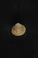 藏品(臺灣蜆)的圖片